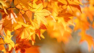 Jesień w świetlicy